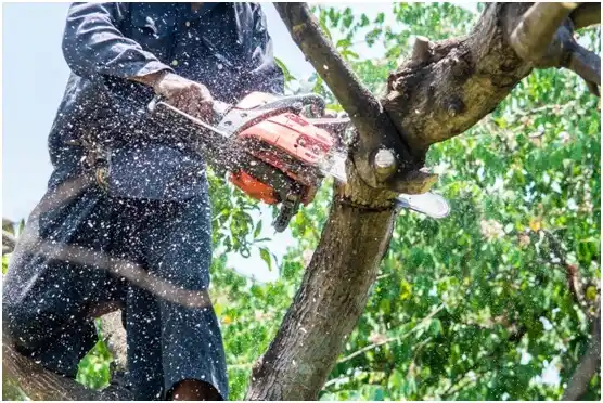 tree services Suring